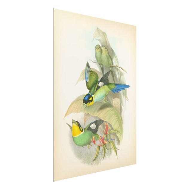 Aluminium Dibond schilderijen Vintage Illustration Tropical Birds