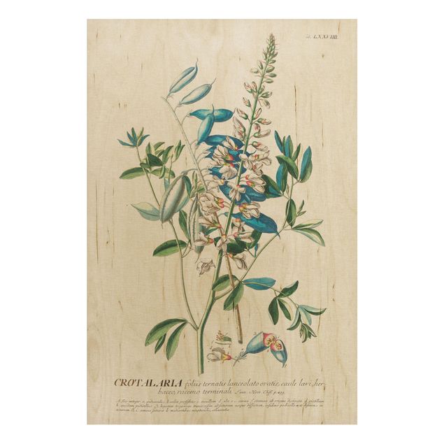 Houten schilderijen Vintage Botanical Illustration Legumes