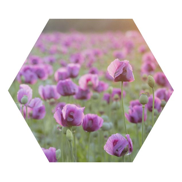 Hexagons Forex schilderijen Purple Poppy Flower Meadow In Spring