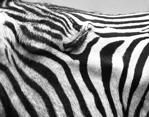 Tegelstickers Roaring Zebra ll