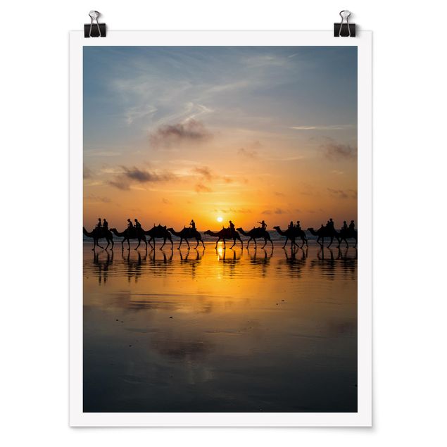 Posters Camels in the sunset