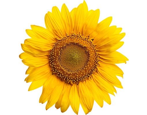 Raamstickers Sunflowerblossom