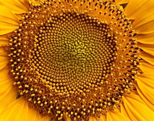 Raamstickers Sunflowerblossom