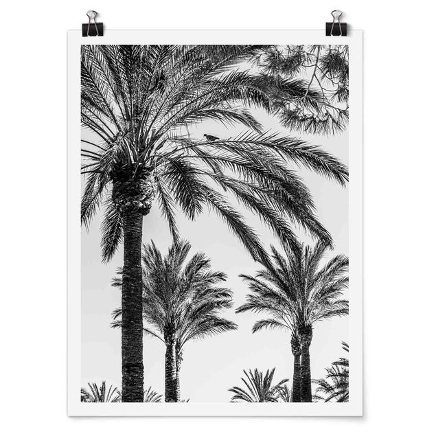 Posters Palm Trees At Sunset Black And White