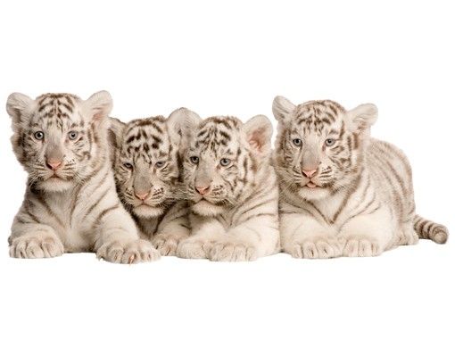 Muurstickers dieren No.504 Bengal Tiger Babies