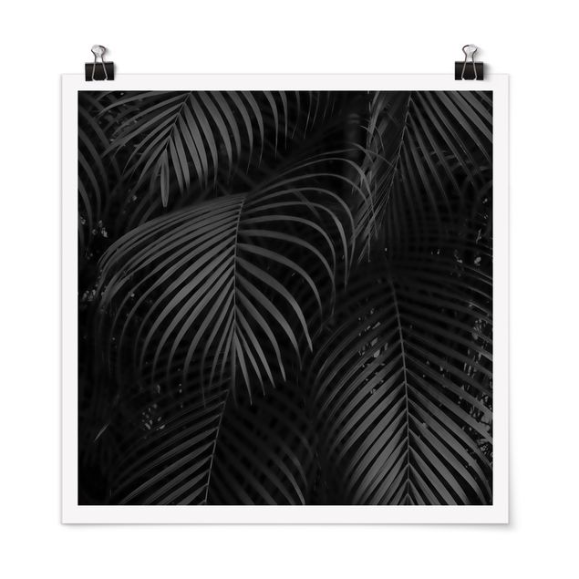Posters Black Palm Fronds