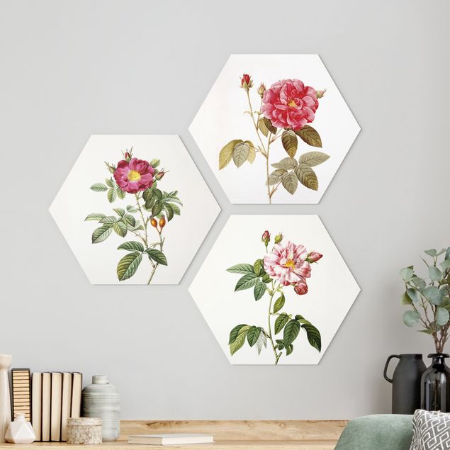 Hexagons Forex schilderijen - 3-delig Pierre Joseph Redouté - Roses
