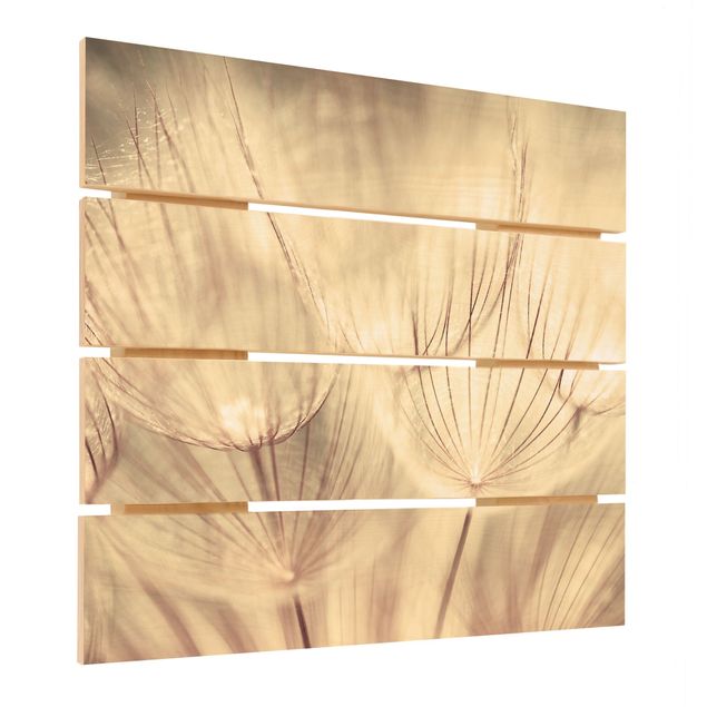 Houten schilderijen op plank Dandelions Close-Up In Cozy Sepia Tones