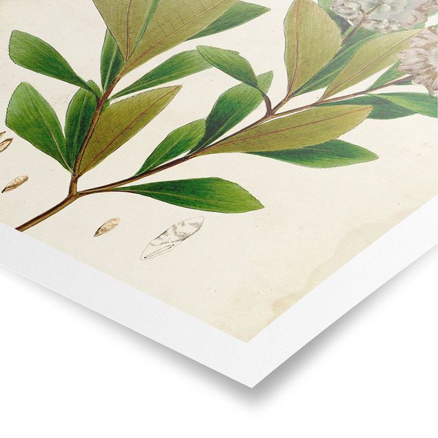 Posters Deciduous Poster V