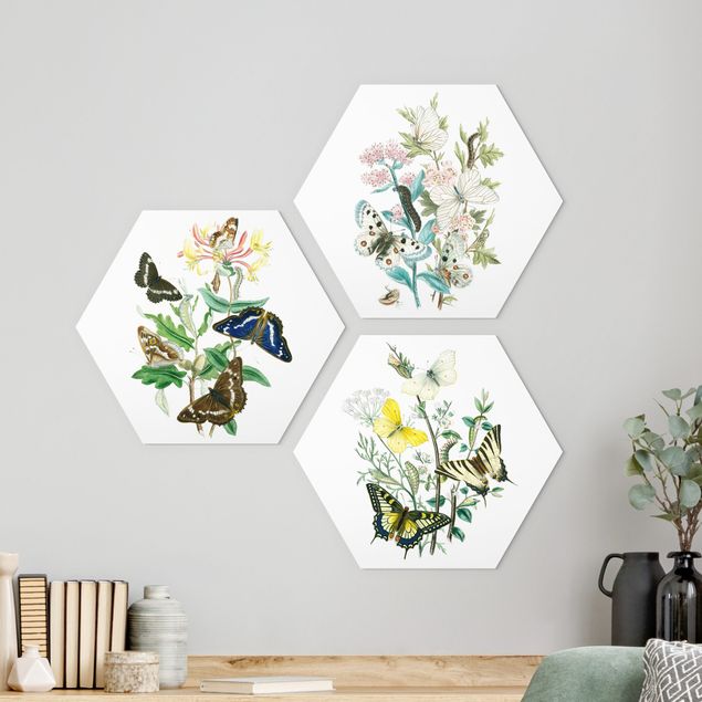 Hexagons Aluminium Dibond schilderijen - 3-delig British Butterflies Set I