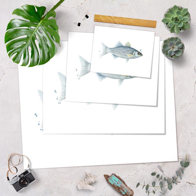 Posters Color Catch - White Perch