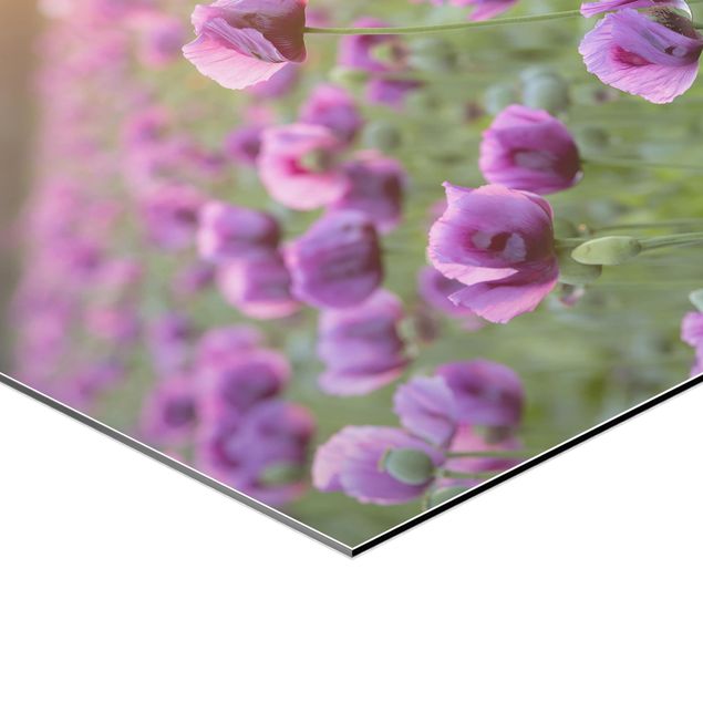 Hexagons Aluminium Dibond schilderijen Purple Poppy Flower Meadow In Spring