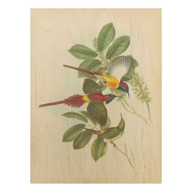 Houten schilderijen Vintage Illustration Tropical Birds III