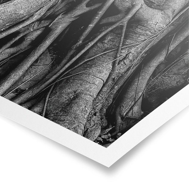 Posters Buddha In Ayutthaya Lined From Tree Roots In Black And White