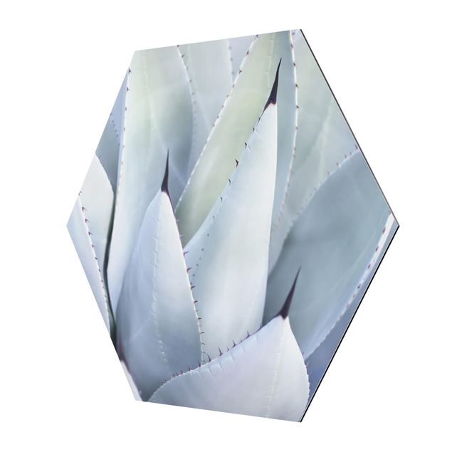 Hexagons Aluminium Dibond schilderijen Agave