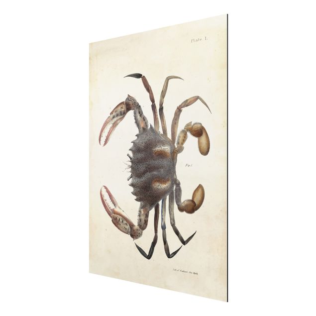 Aluminium Dibond schilderijen Vintage Illustration Crab