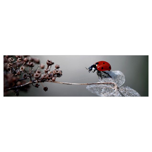 Keukenachterwanden Ladybird On Hydrangea