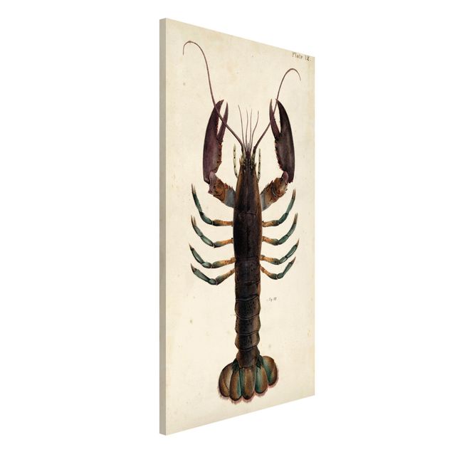 Magneetborden Vintage Illustration Lobster