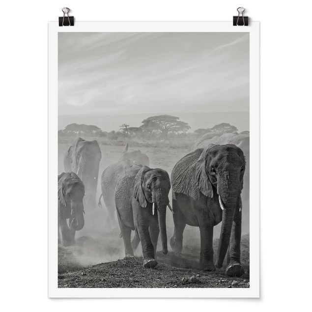 Posters Herd Of Elephants