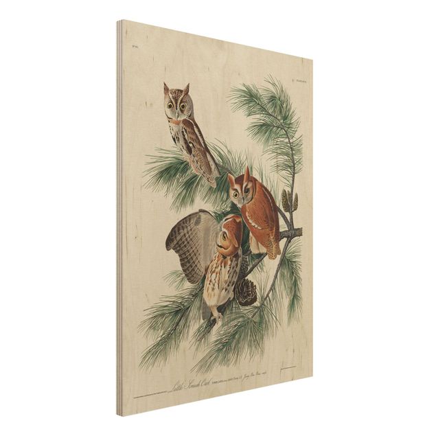 Houten schilderijen Vintage Board Screech Owl