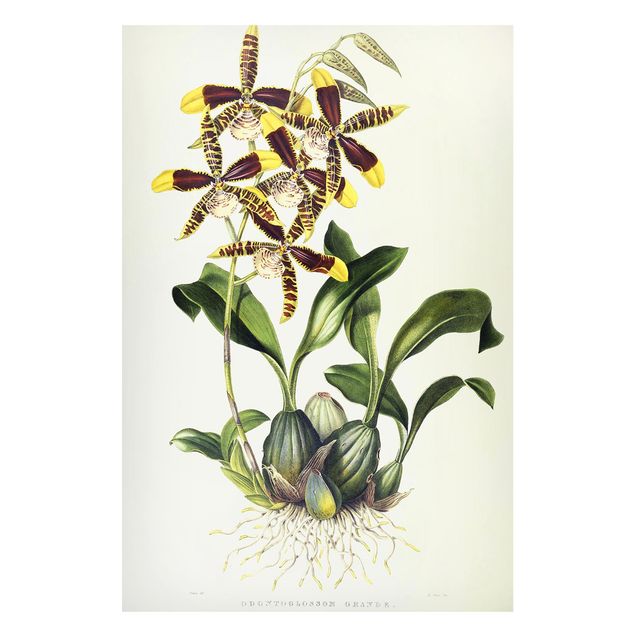 Magneetborden Maxim Gauci - Orchid II