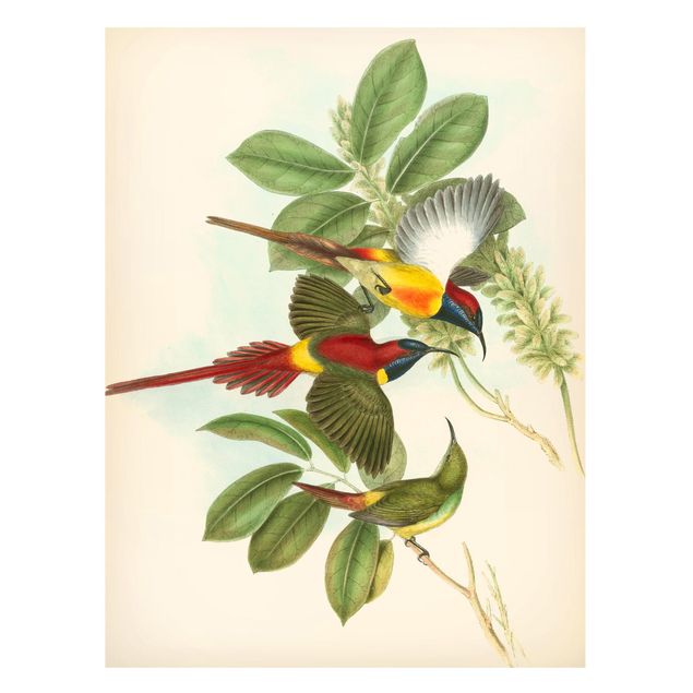 Magneetborden Vintage Illustration Tropical Birds III