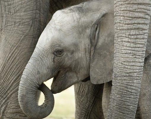 Raamfolie Elephant Love