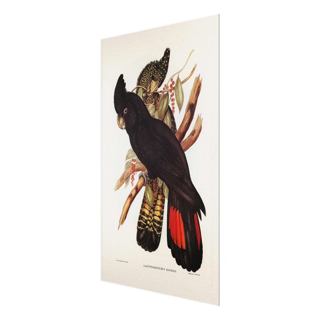 Glasschilderijen Vintage Illustration Black Cockatoo Black Gold