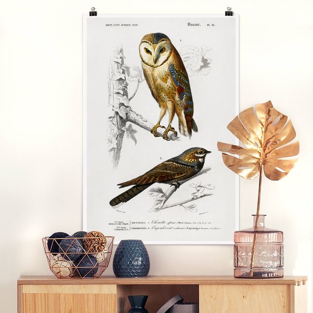 Posters Vintage Board Owl And Swallow