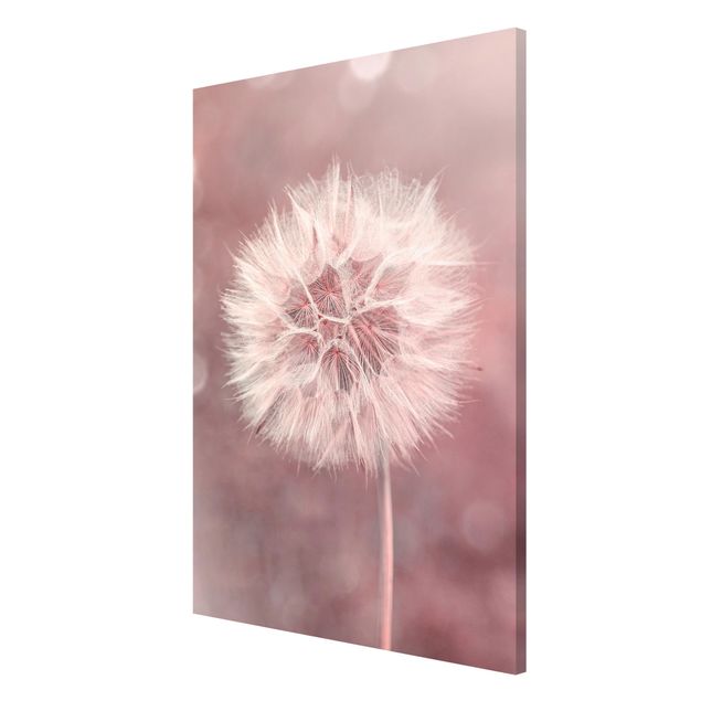 Magneetborden Dandelion Bokeh Light Pink