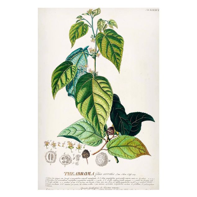 Magneetborden Vintage Botanical Illustration Cocoa