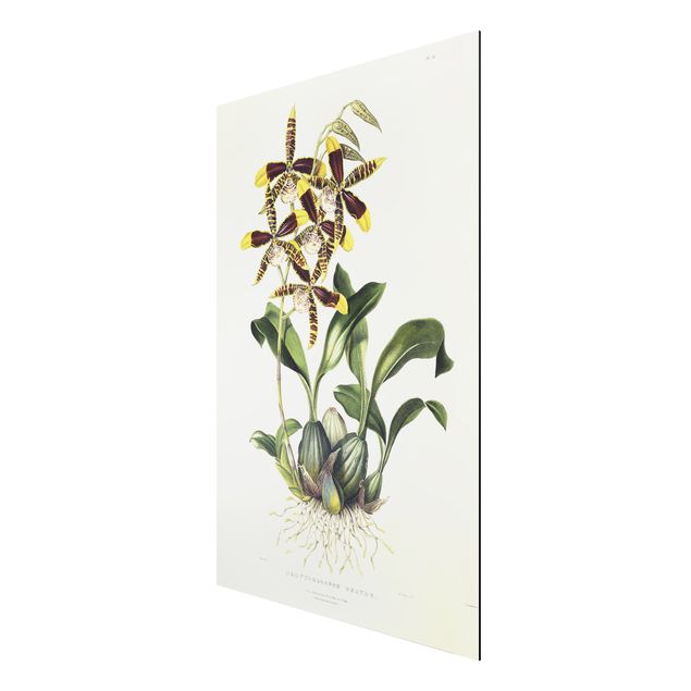 Aluminium Dibond schilderijen Maxim Gauci - Orchid II