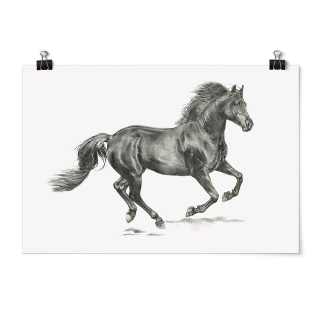 Posters Wild Horse Trial - Stallion