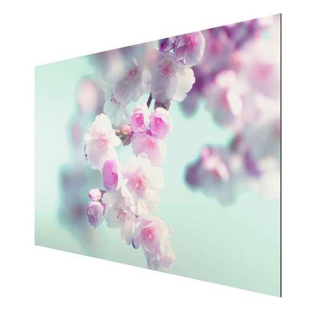 Aluminium Dibond schilderijen Colourful Cherry Blossoms