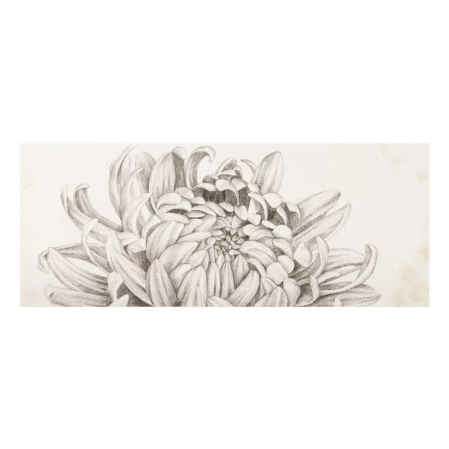 Spatscherm keuken Botanical Study Chrysanthemum I