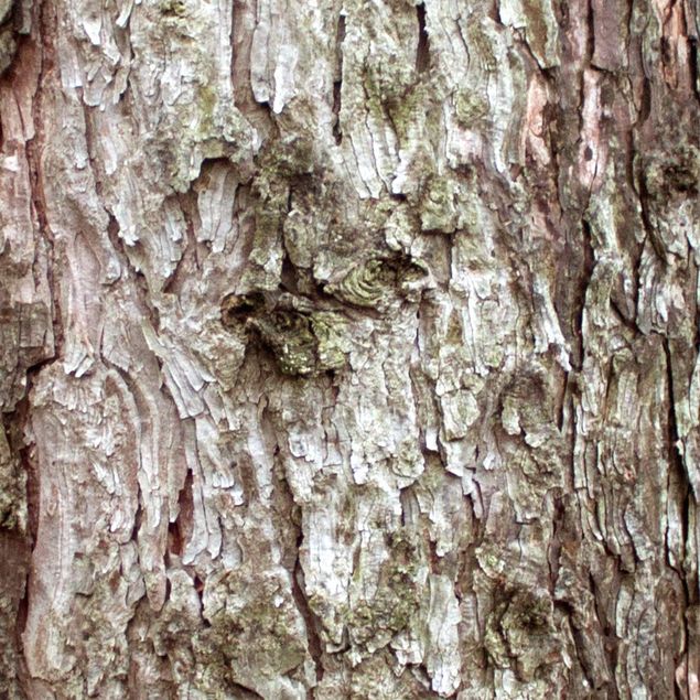 Plakfolien Treebark