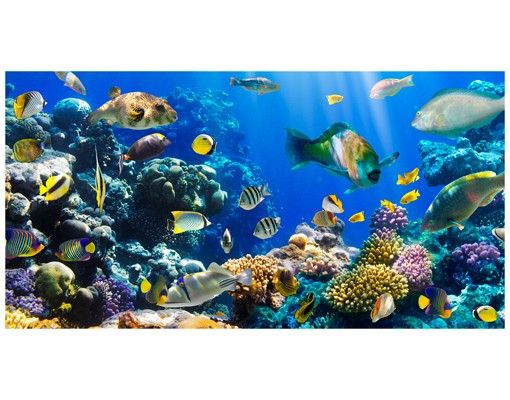 Raamfolie Underwater Reef