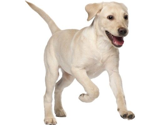 Raamstickers Labrador Puppy