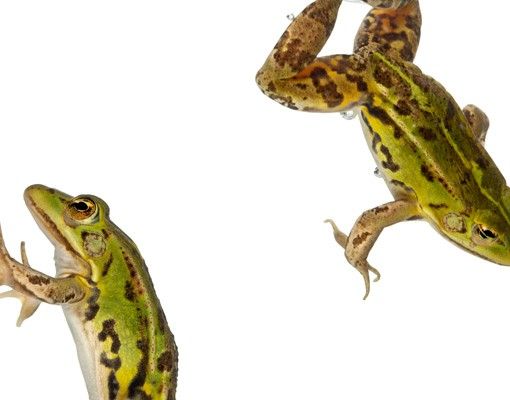 Raamstickers Frog Bath