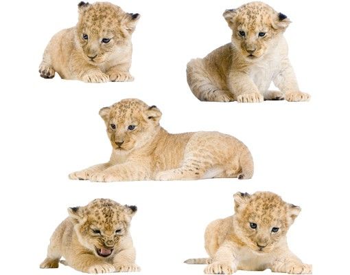 Muurstickers dieren No.647 Lion Babies Set