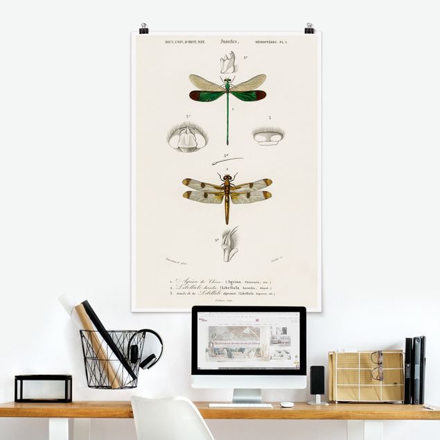 Posters Vintage Board Dragonflies