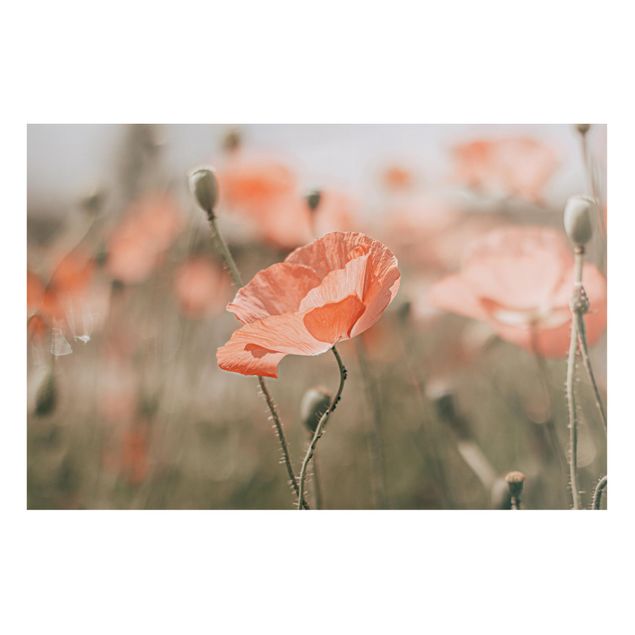 Magneetborden Sun-Kissed Poppy Fields