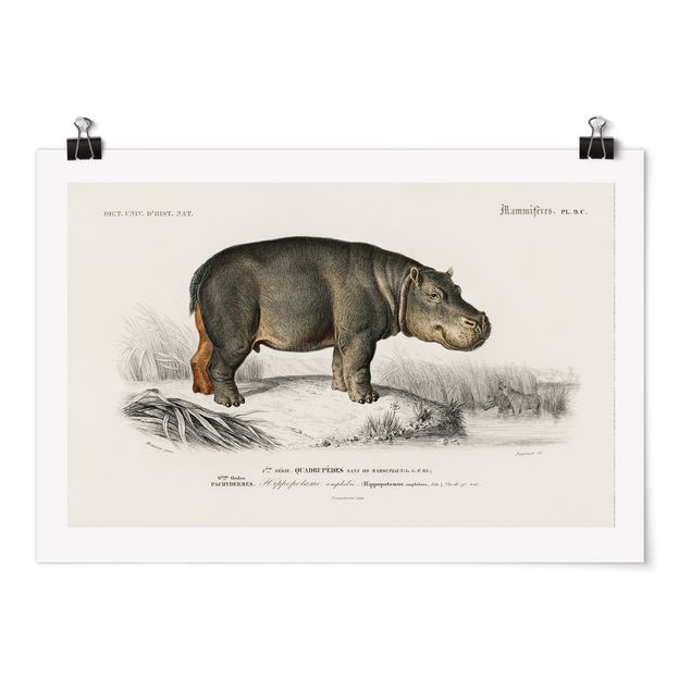 Posters Vintage Board Hippo