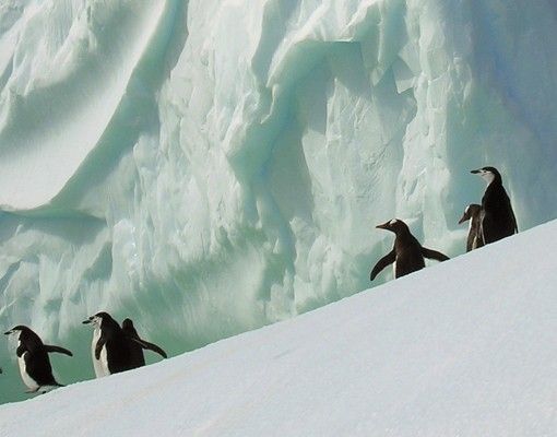 Brievenbussen Arctic Penguins
