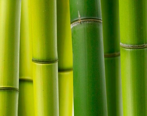 Brievenbussen Bamboo Plants