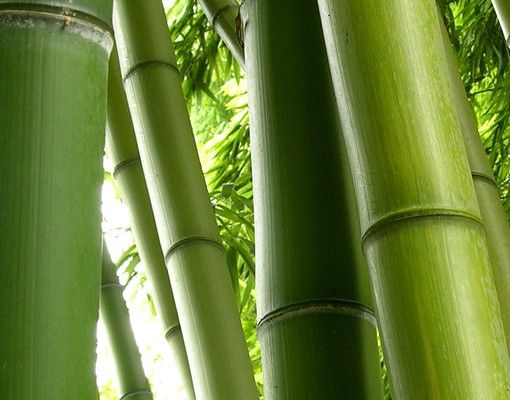 Brievenbussen Bamboo Trees No.1