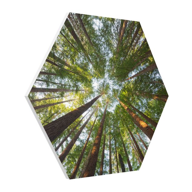 Hexagons Forex schilderijen Sequoia Tree Tops