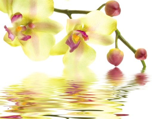 Brievenbussen Dreamy Orchid Waters