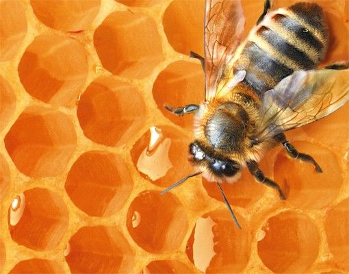 Brievenbussen Honey Bee