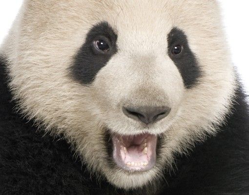 Brievenbussen Laughing Panda